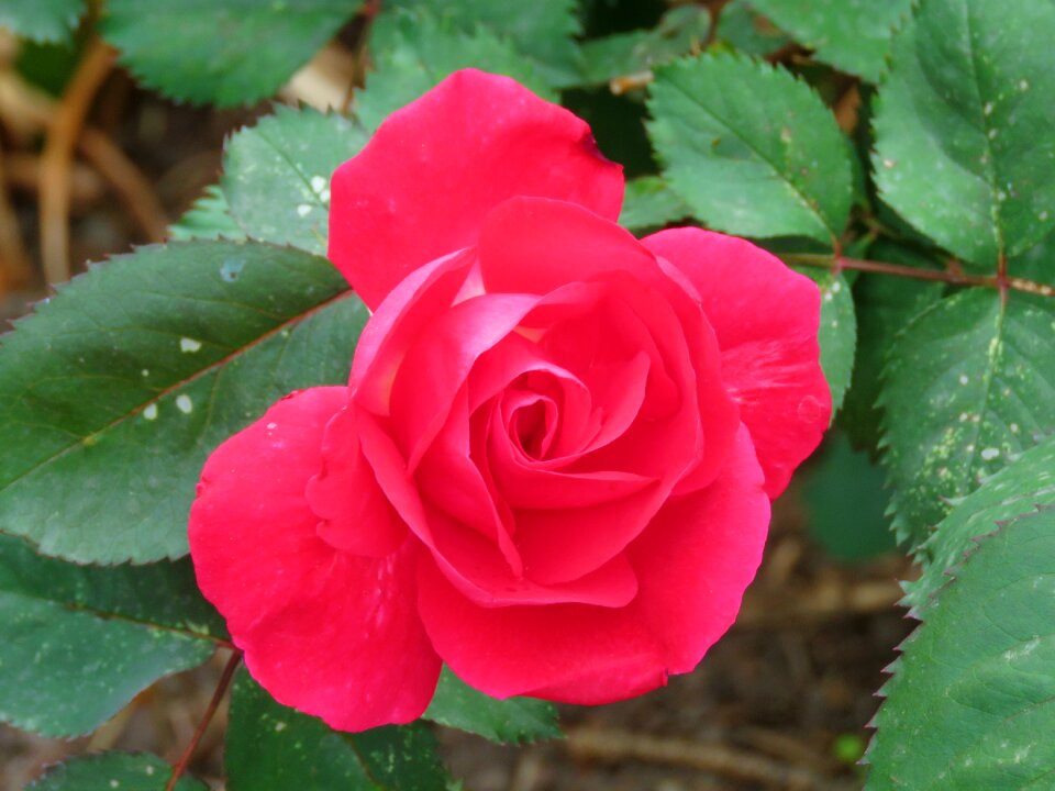 Petals floral blossom