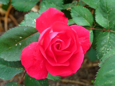 Petals floral blossom