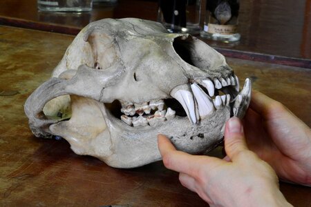 Bones teeth jaw