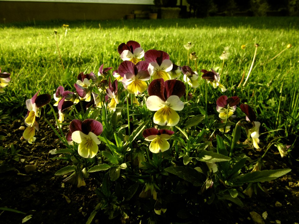 Nature spring summer