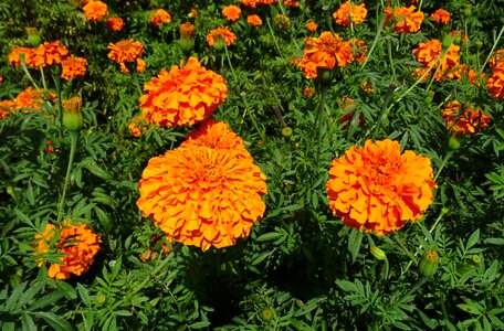 Field plant bloom