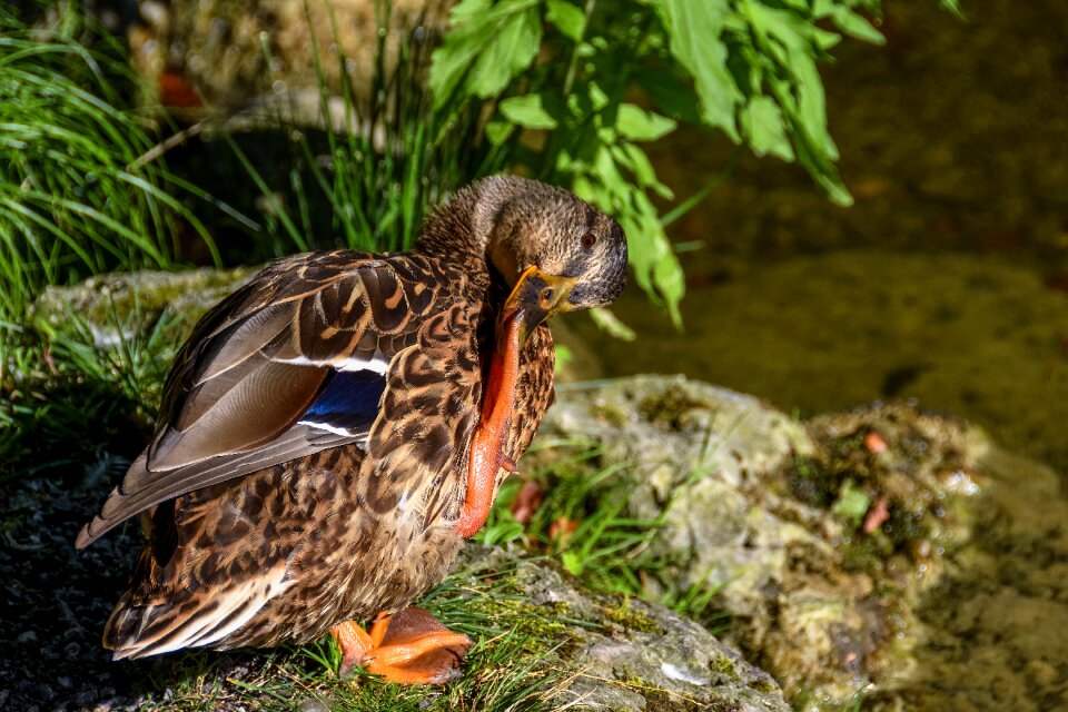Water bird nature bird