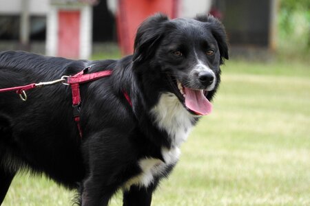 Collie black dog dog on a leash photo