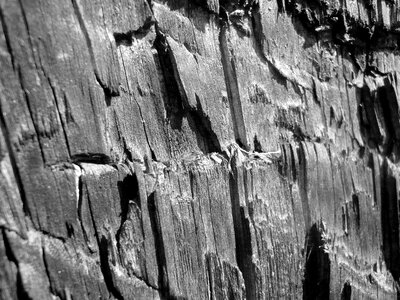 Forest nature the structure of the