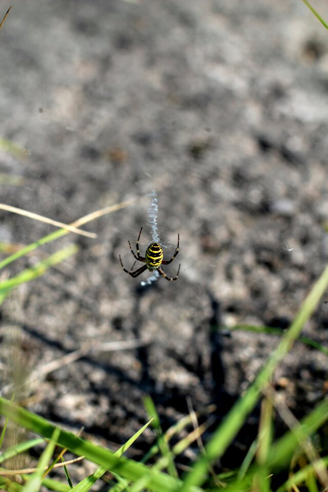 Bvb black yellow
