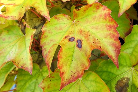 Leaves fall color fall foliage