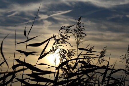Plant abendstimmung nature