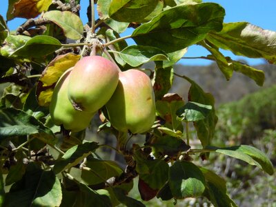 Orchard leaves plant