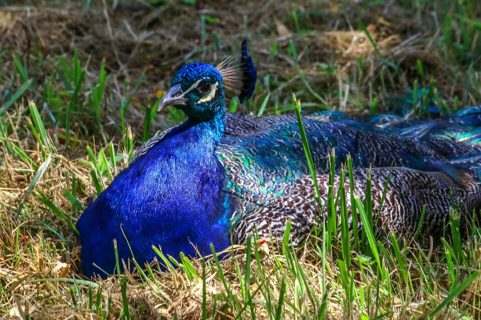 Majestic animals blue bird