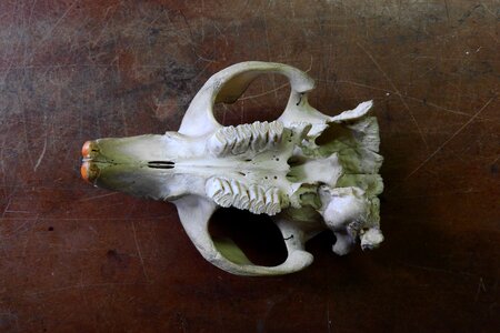 Anatomy maxilla animal skull