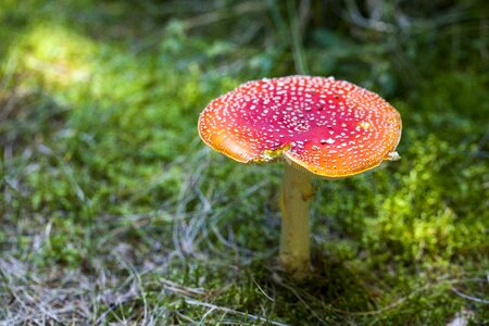Amanita muscaria toxic wild mushroom photo