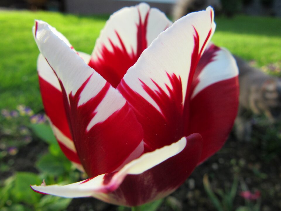 White spring colorful photo