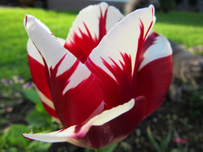 White spring colorful