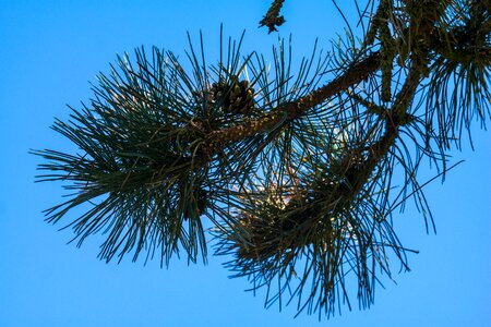 Pine needles pine cones conifer photo