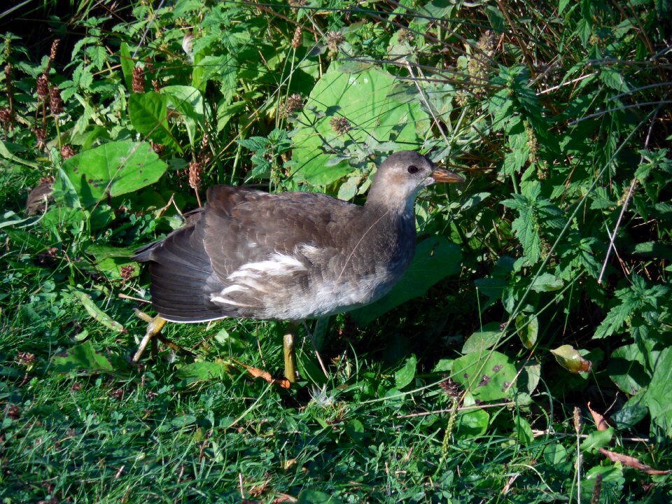 Ralle young bird water bird
