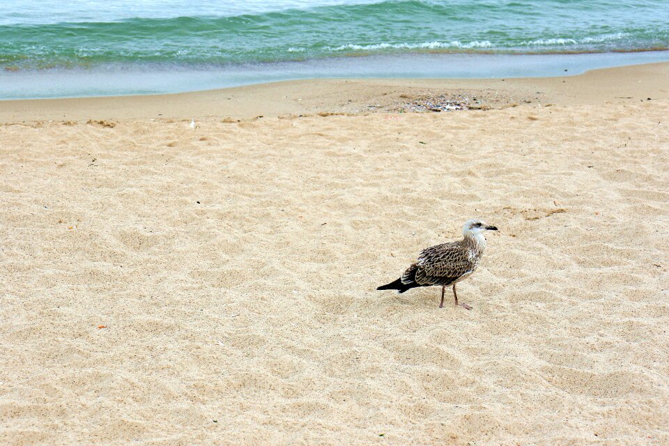 Beach the coast pen