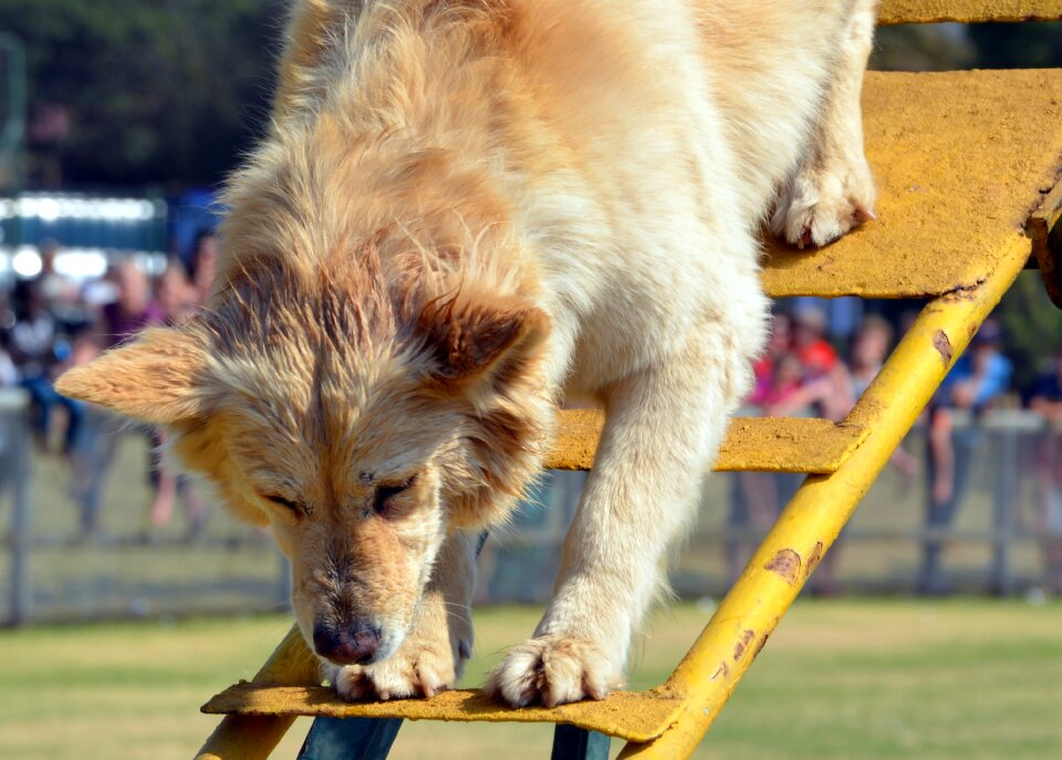 Climbing obedience