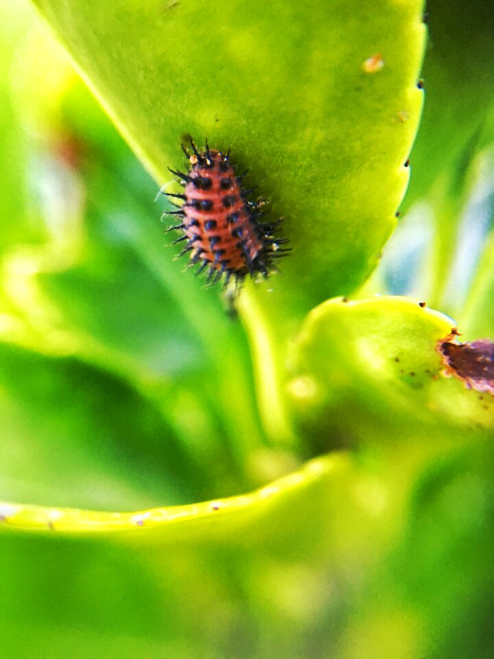 Nature plant summer