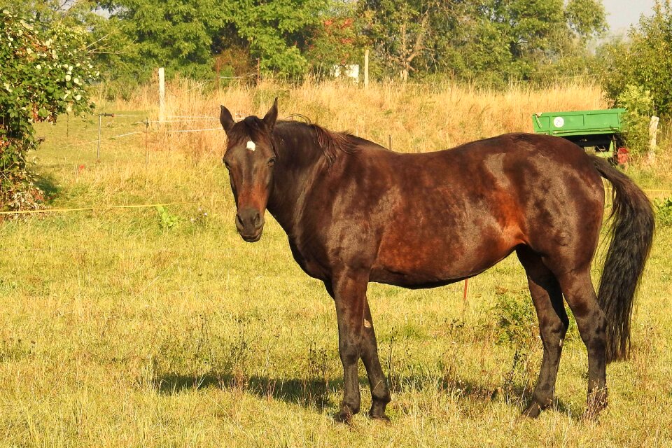Horse pasture coupling