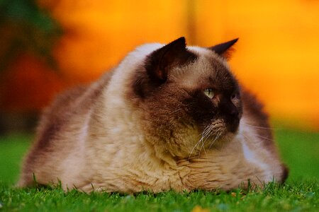 Fur brown beige