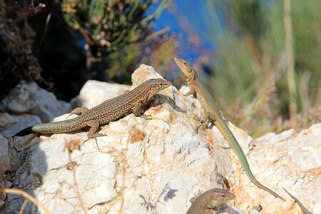 Animal nature gecko photo