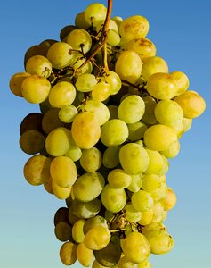 Wine green green grapes