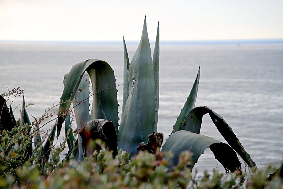 Mediterranean sea aloe vera plant