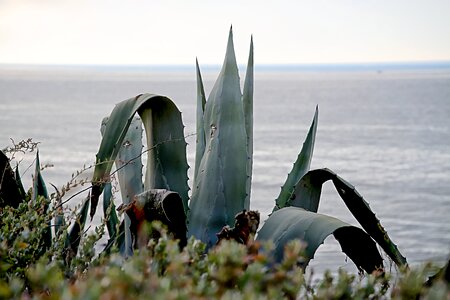 Mediterranean sea aloe vera plant photo