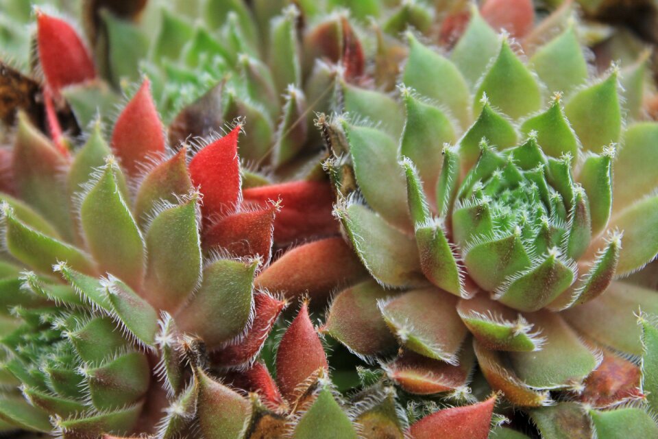 Plant cactus nature
