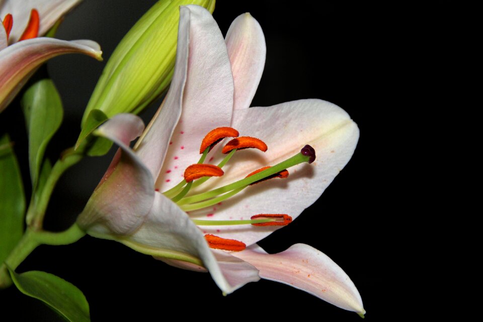 Pistil white flower