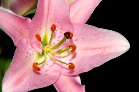 Flower nectar nectar nectar drops photo