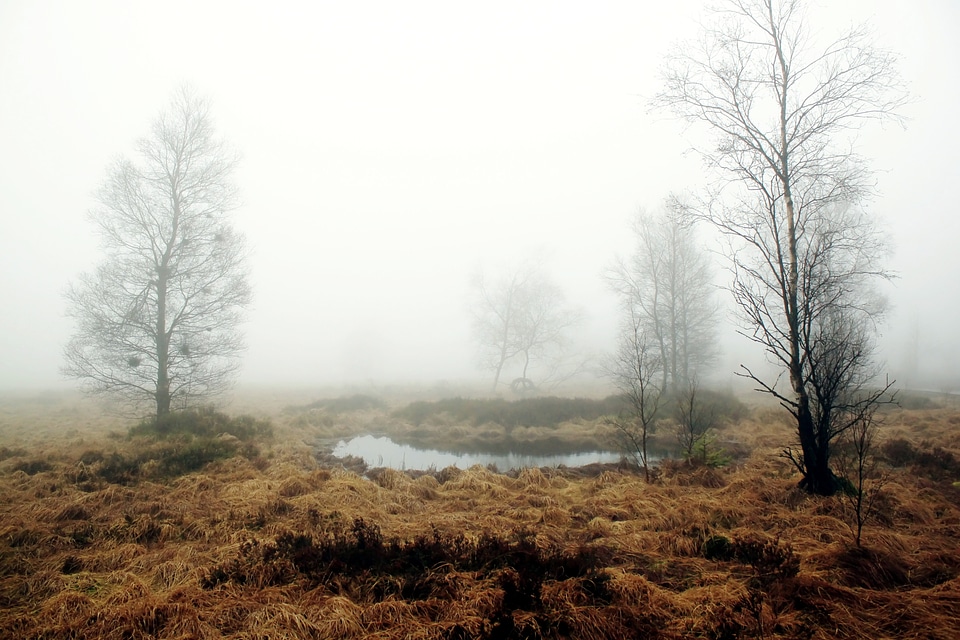 Meadow mood atmosphere