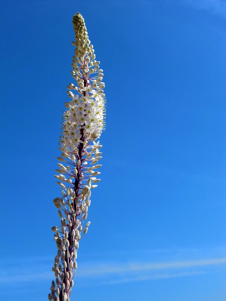 Orchid flower nature