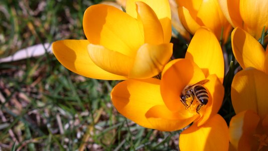 Bee flower crocus