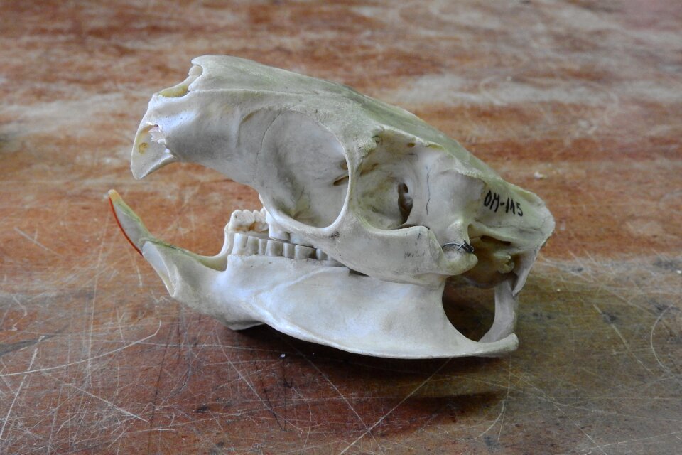 Anatomy jaw animal skull