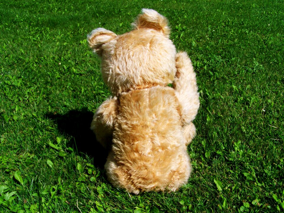 Child's play colored buns furry teddy bear