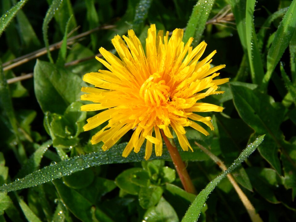 Dewdrop plant yellow