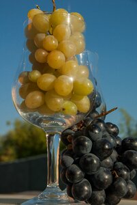 Harvest wine stemware photo