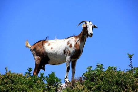 Livestock domestic goat zakynthos photo
