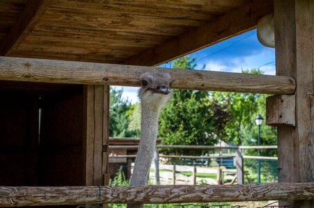 Farm summer tourism