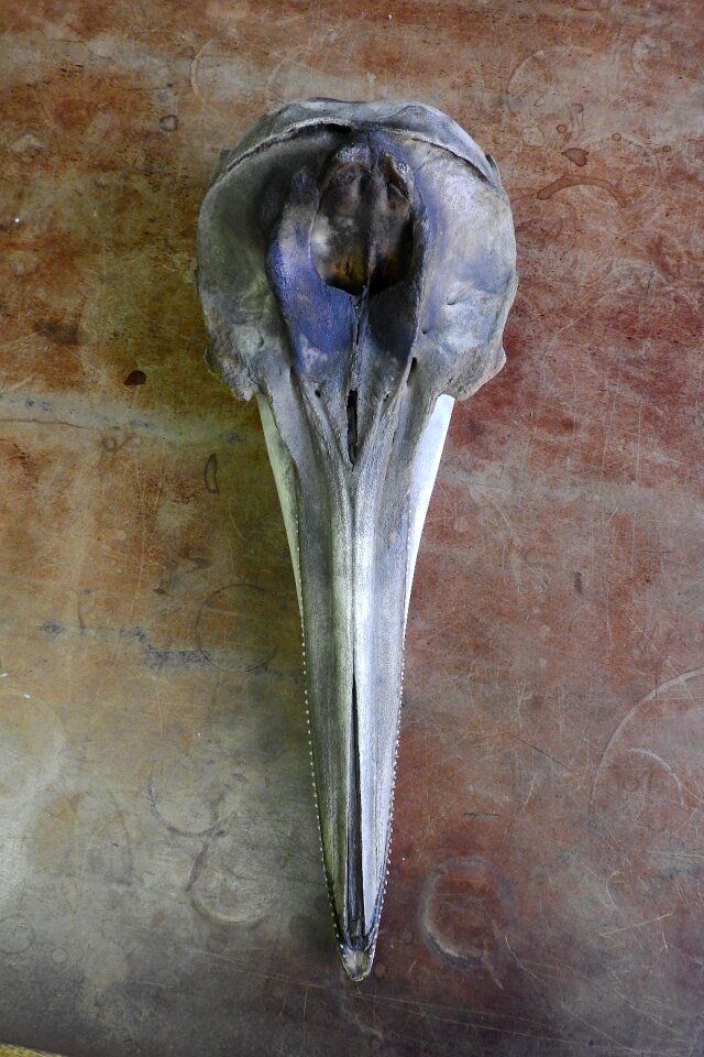 Anatomy jaw animal skull