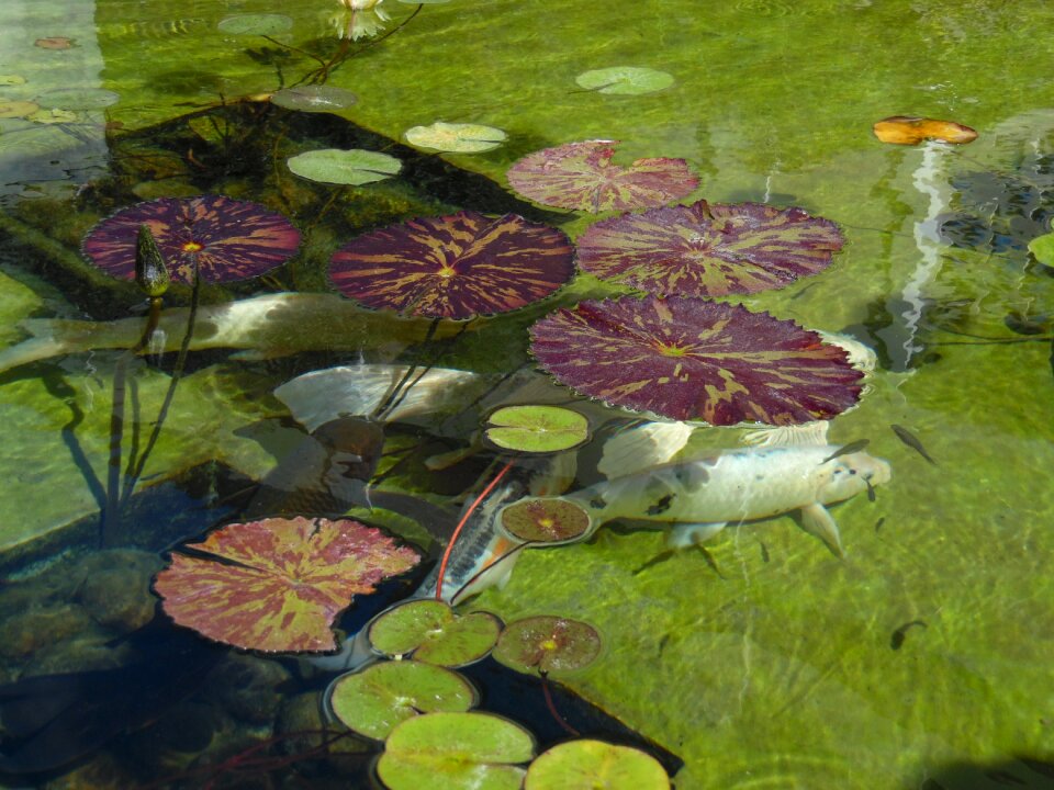 Coil lilly pads fishes