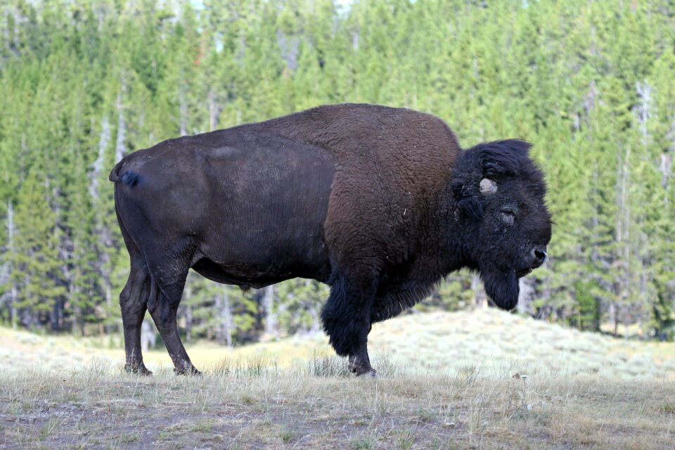 Nature holiday animal