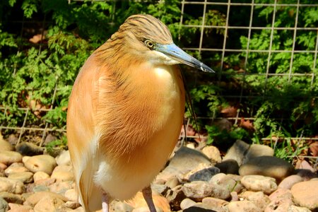 Ardeola ralloides heron the prague zoo photo