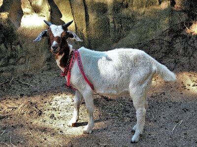 Home animal pet