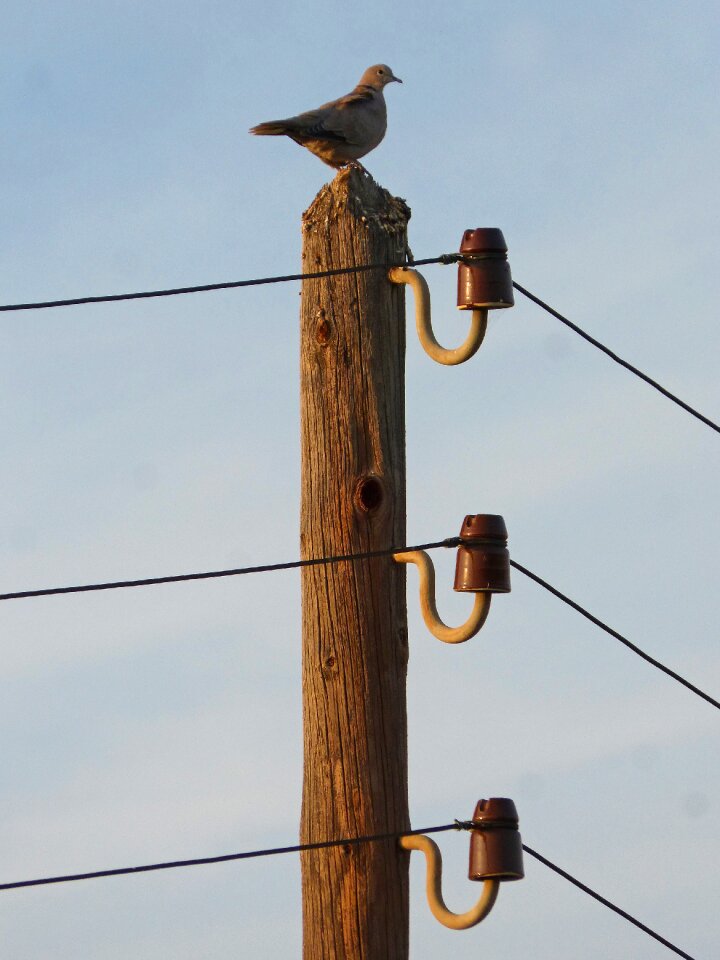 Old outdated insulators