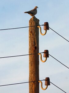 Old outdated insulators