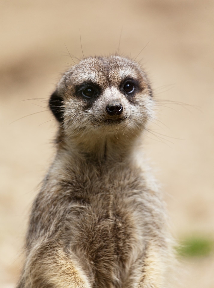 Creature meerkat animal