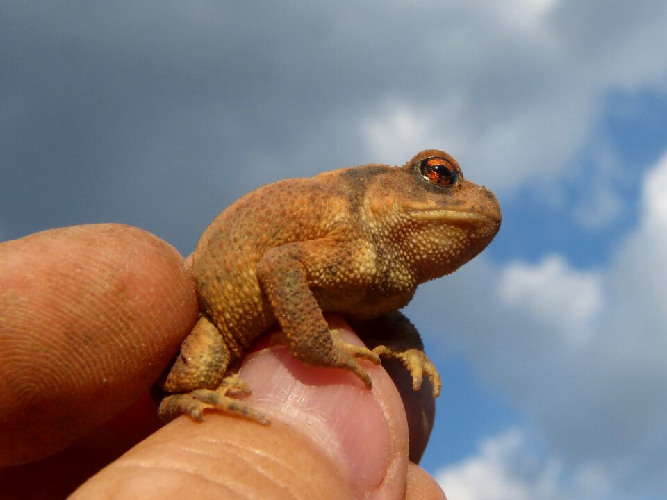 Hand breeding bufo bufo