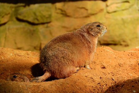 Prairie dogs rodent zoo